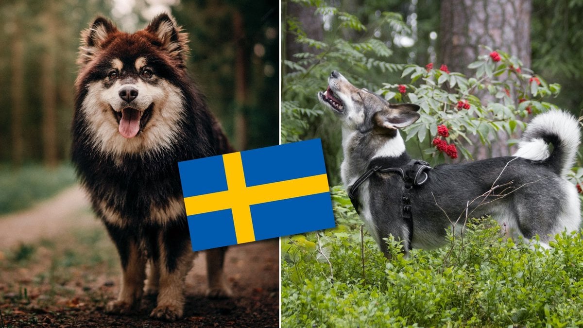 Vissa hundraser är från Sverige. Vet du vilka det är?